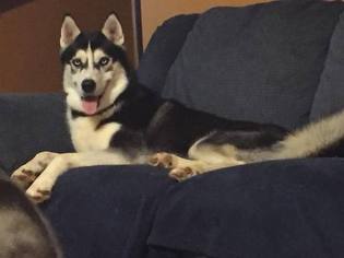 Father of the Siberian Husky puppies born on 11/19/2017