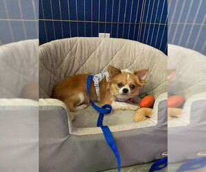 Chihuahua-Unknown Mix Dogs for adoption in Princeton, MN, USA