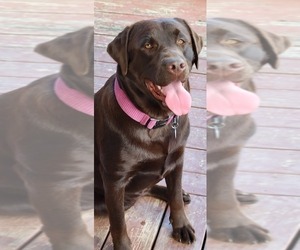 Mother of the Labrador Retriever puppies born on 07/02/2026