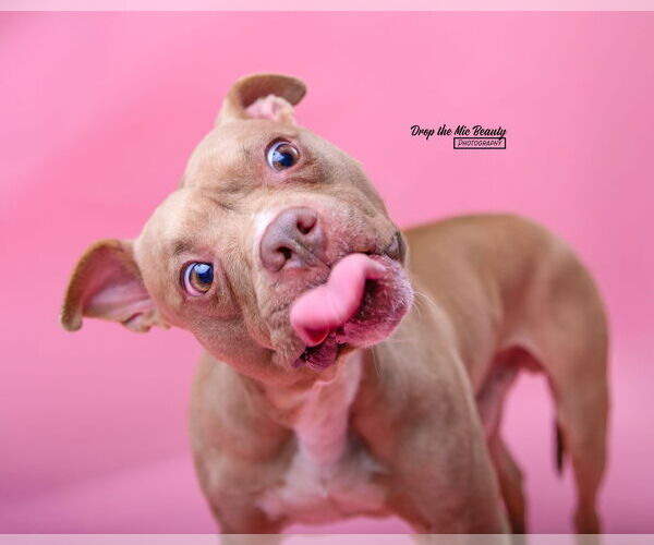 Medium Photo #16 American Pit Bull Terrier-Unknown Mix Puppy For Sale in Crete, IL, USA