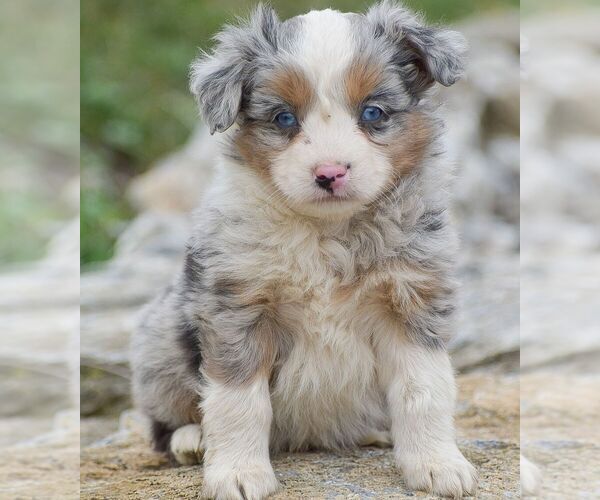 Medium Photo #3 Miniature Australian Shepherd Puppy For Sale in EPHRATA, PA, USA