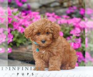 Golden Retriever-ShihPoo Mix Puppy for sale in GAP, PA, USA