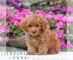 Small Golden Retriever-ShihPoo Mix