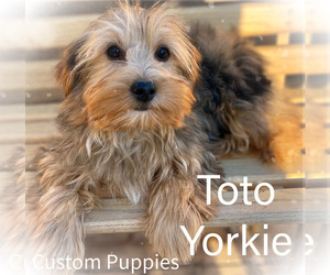 Yorkshire Terrier Puppy for Sale in GEORGETOWN, Texas USA