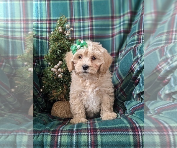 Medium Photo #6 Maltipoo Puppy For Sale in OXFORD, PA, USA