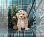 Small Photo #6 Maltipoo Puppy For Sale in OXFORD, PA, USA