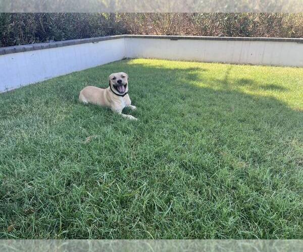 Medium Photo #2 Labrador Retriever-Unknown Mix Puppy For Sale in Chandler, AZ, USA