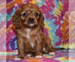 Small Photo #4 Cavalier King Charles Spaniel-Cavapoo Mix Puppy For Sale in SUNBURY, PA, USA
