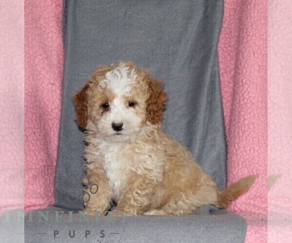 Medium Photo #4 Poodle (Miniature) Puppy For Sale in KIRKWOOD, PA, USA
