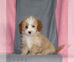 Small #3 Poodle (Miniature)