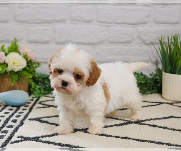 Medium Photo #7 Cavapoo (Miniature) Puppy For Sale in SYRACUSE, IN, USA