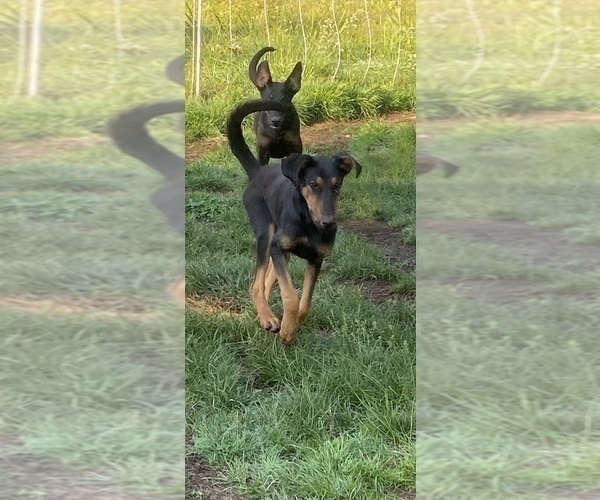 Full screen Photo #3 Doberman Pinscher-German Shepherd Dog Mix Puppy For Sale in ELLENVILLE, NY, USA