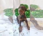 Small Photo #5 Doberman Pinscher Puppy For Sale in RIVERSIDE, CA, USA