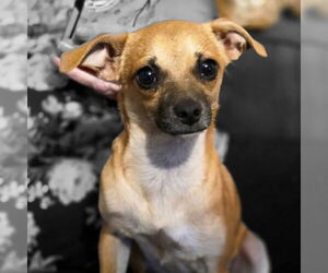 Chiweenie Dogs for adoption in Claremore, OK, USA