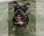 Small American Staffordshire Terrier