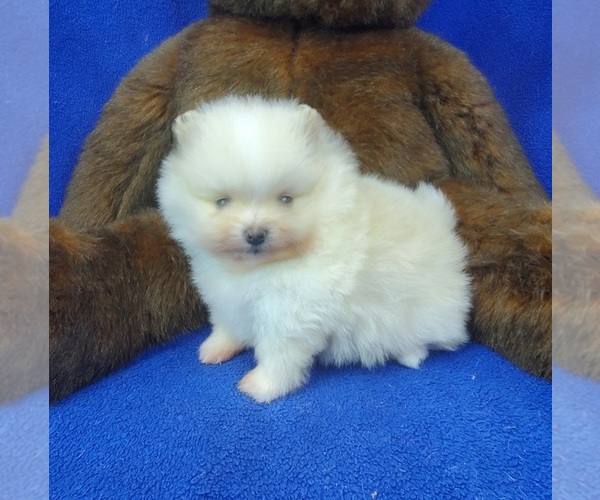 Medium Photo #5 Pomeranian Puppy For Sale in MARIONVILLE, MO, USA