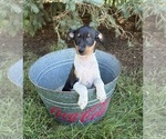 Small #2 Rat Terrier