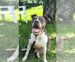Small #15 Staffordshire Bull Terrier