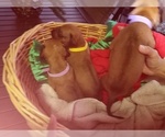 Small Photo #1 Rhodesian Ridgeback Puppy For Sale in FORT MYERS, FL, USA