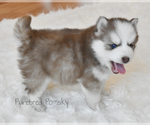 Medium Photo #5 Pomsky Puppy For Sale in KANSAS CITY, MO, USA