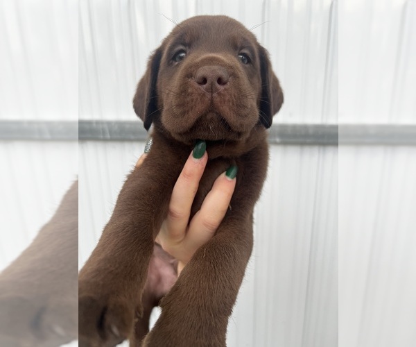 Medium Photo #1 Labrador Retriever Puppy For Sale in HOMESTEAD, FL, USA