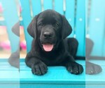 Litter of 6 - Male Labrador RetrieverLitter of Puppies for Sale - Photo #3
