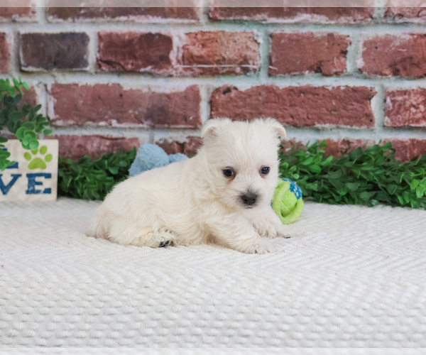 Medium Photo #4 West Highland White Terrier Puppy For Sale in SYRACUSE, IN, USA