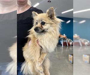 Medium Pomeranian