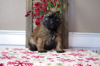 Bouvier Des Flandres Puppy for sale in LEWISBURG, PA, USA