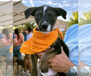 Jack Russell Terrier Dogs for adoption in GILBERTS, IL, USA