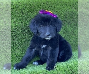 Goldendoodle Puppy for sale in PORTERVILLE, CA, USA