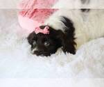 Small Photo #4 Cockapoo Puppy For Sale in COCOA, FL, USA
