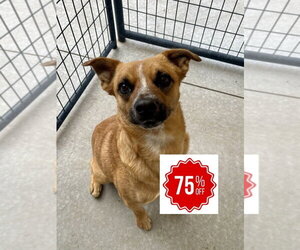 Gabe - Male Mutt Dog for Adoption - Photo #4