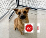 Small #3 Mutt