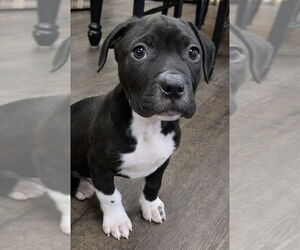 Mutt Dogs for adoption in Clarkston, MI, USA