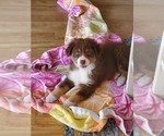 Small Photo #2 Australian Shepherd Puppy For Sale in SPRING HILL, FL, USA