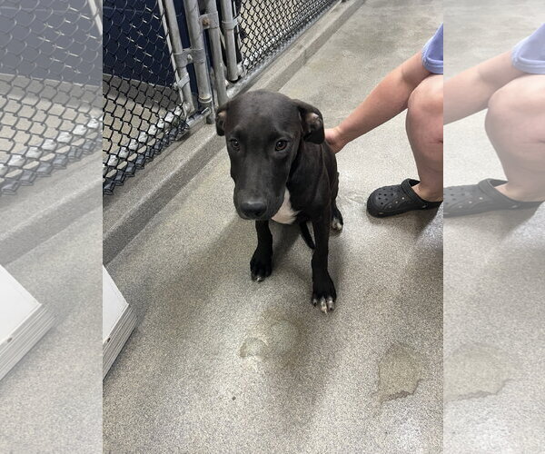 Medium Photo #1 Labrador Retriever-Unknown Mix Puppy For Sale in Sterling, MA, USA