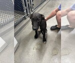 Small Labrador Retriever Mix