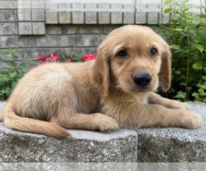 Golden Retriever Puppy for sale in FORDLAND, MO, USA
