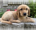 Small Golden Retriever