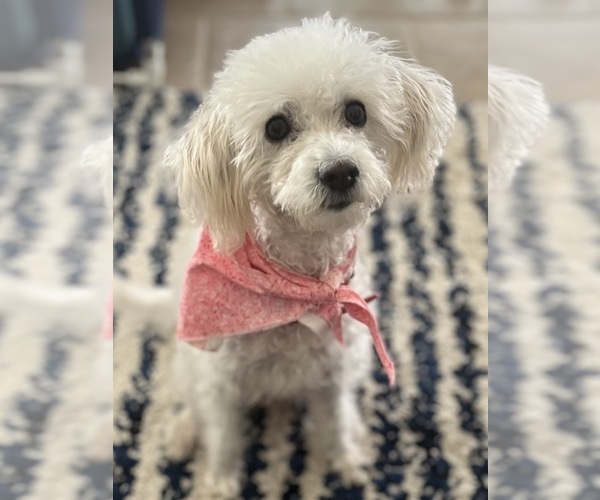 Medium Photo #1 Maltipoo (Miniature) Puppy For Sale in CONROE, TX, USA