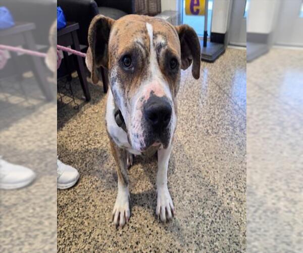 Medium Photo #2 Great Dane-Unknown Mix Puppy For Sale in Tracy, CA, USA