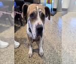Small #1 Great Dane Mix