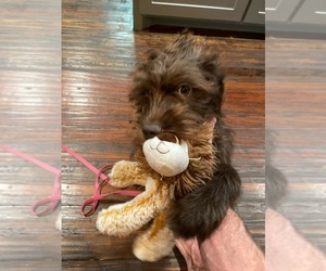 Labradoodle Puppy for sale in MCKINNEY, TX, USA