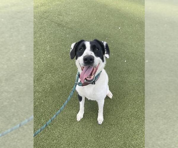 Medium Photo #2 Border Collie-Unknown Mix Puppy For Sale in Pasadena, TX, USA
