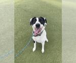 Small #1 Border Collie Mix