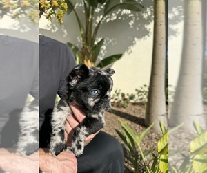 French Bulldog Puppy for sale in SAN DIEGO, CA, USA