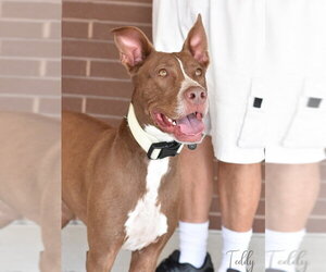 Teddy - Male Siberian Husky-Unknown Mix Dog for Adoption - Photo #5