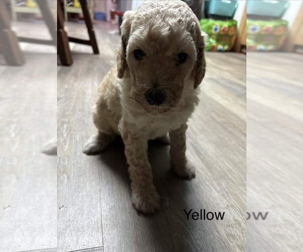 Medium Photo #1 Goldendoodle Puppy For Sale in PORT LEYDEN, NY, USA