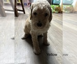 Puppy 6 Goldendoodle